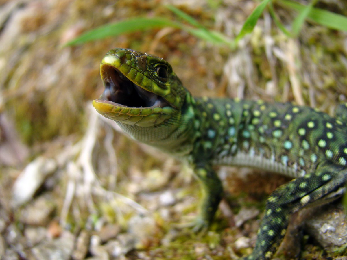 lézard ocellé